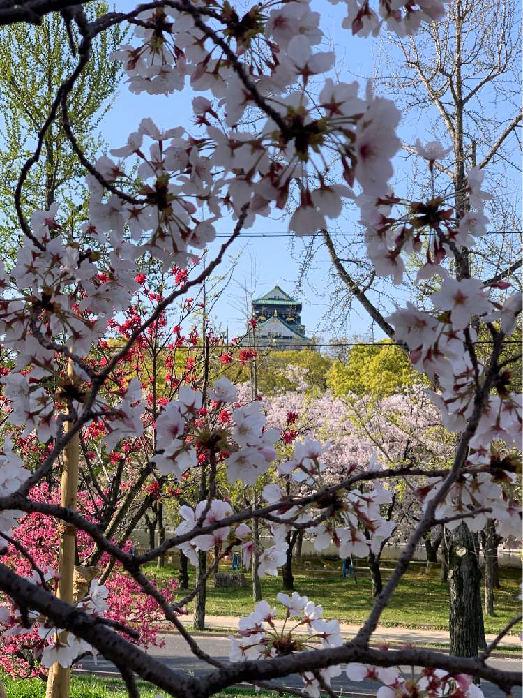 お出かけ先の画像 by Okavangoさん | お出かけ先と桃の花とさくら サクラ 桜と鴨脚(いちょう)と2020桜フォトコンと大阪城公園の四季と春・OSAKAと春・萌ゆとThis morning!と大坂城と城郭・天守閣