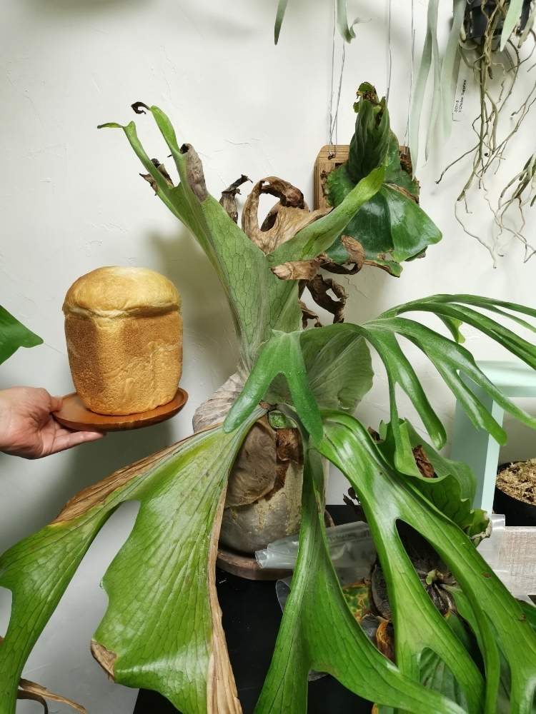 部屋の画像 by ひろさん | 部屋とコウモリランとビカクシダとビカクシダ・グランデと観葉植物と植物のある暮らしとよろしくお願いしますと ビカクシダとおうち園芸と『おうち園芸』フォトコンテストと花のある暮らしと家庭菜園奮闘日記と熱帯植物とインテリアグリーンとグリーン