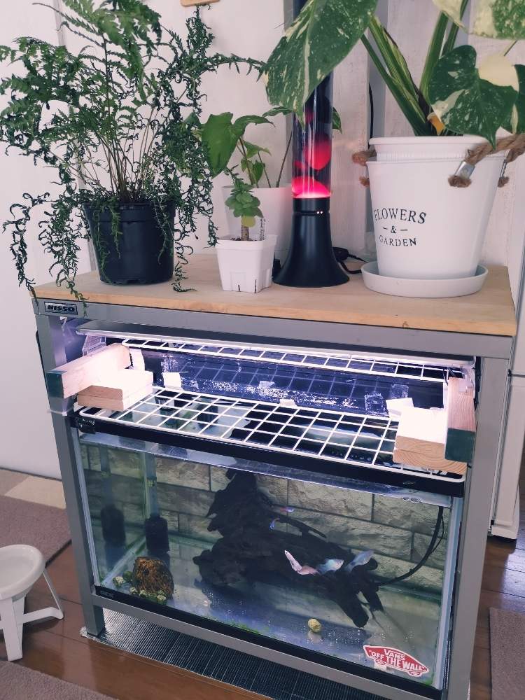 部屋の画像 by ひろさん | 部屋とモンステラとディクソニア アンタルクティカとモロキニエンシスとモロコエンシスとシンゴニウム・フレンチマーブルと観葉植物と植物のある暮らしとよろしくお願いしますとおうち園芸と『おうち園芸』フォトコンテストと花のある暮らしと家庭菜園奮闘日記と熱帯植物とインテリアグリーンとグリーン