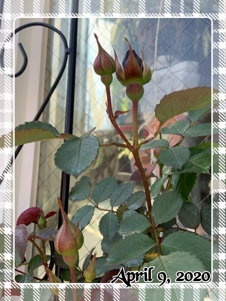 小さな庭の画像 by くろもみじさん | 小さな庭とオデュッセイアと幸せとばら バラ 薔薇と薔薇愛同盟とつるバラとお家大好きとおうち園芸とありがとうと全部GSのせいだと庭のばらと小さな小さな庭と花のある暮らしとばら 薔薇 バラと三種の神器とオベリスク仕立てとロサオリエンティス