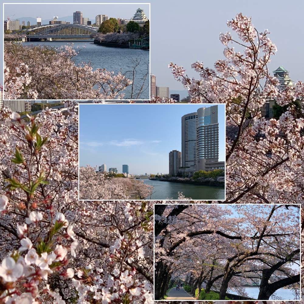 お出かけ先の画像 by Okavangoさん | お出かけ先とさくら サクラ 桜と2020桜フォトコンと春・OSAKAと春・萌ゆと毎度!おおさかと大坂城とWonderful JAPANと城郭・天守閣と桜・もも・ピンク