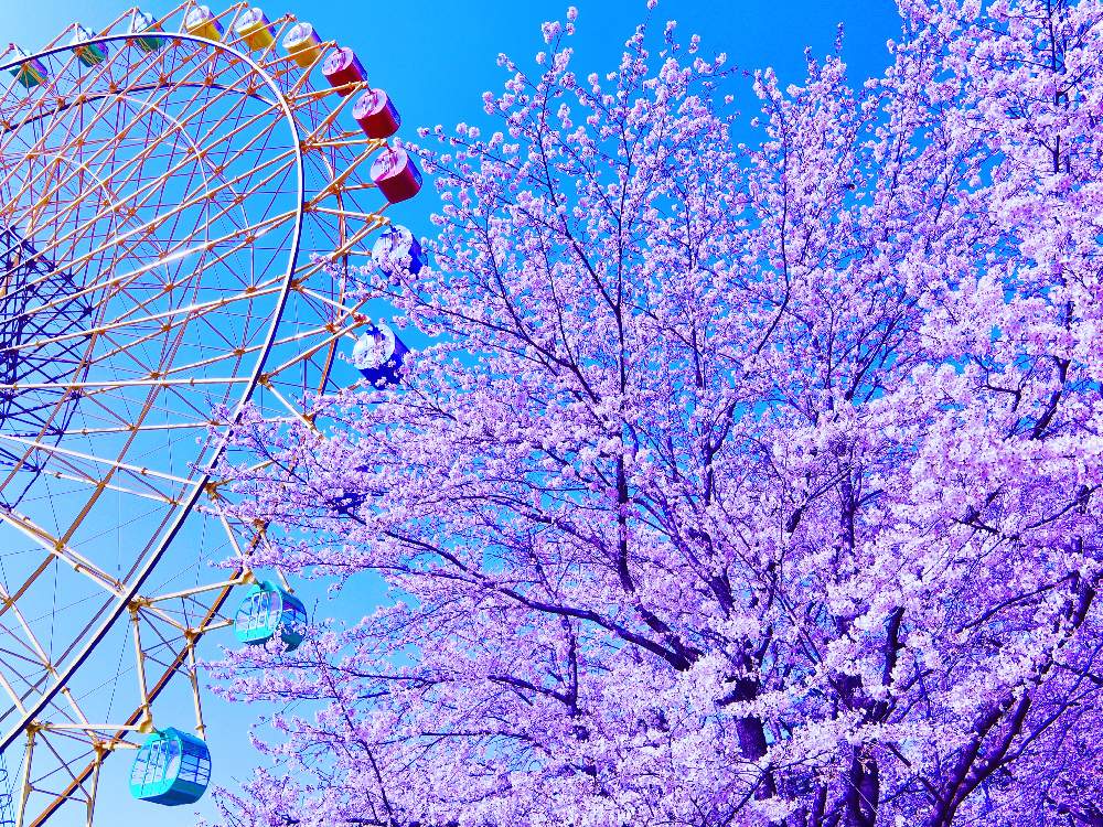 お出かけ先の画像 by ムラッチさん | お出かけ先と群馬県とさくらと伊勢崎 華蔵寺公園
