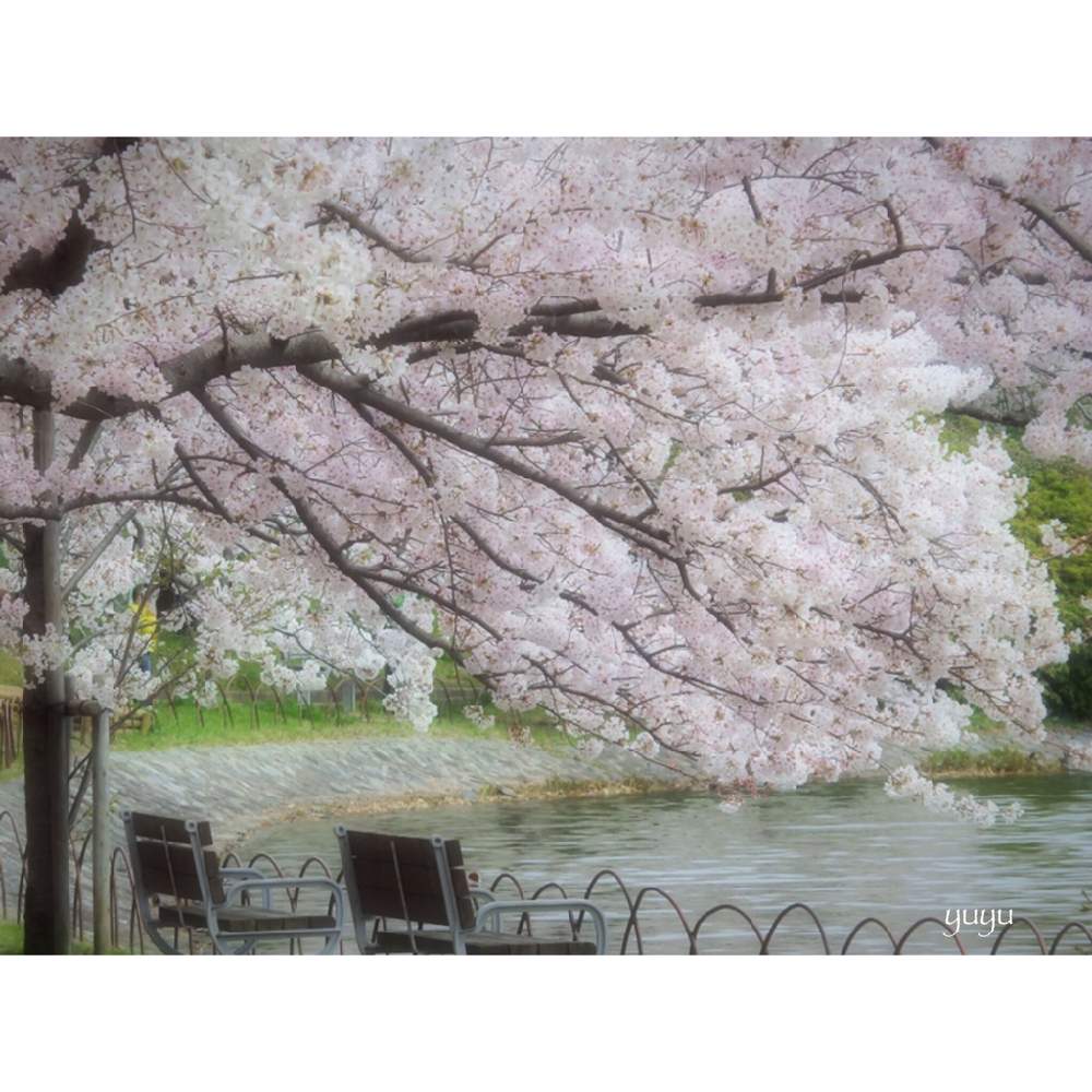 お出かけ先の画像 by ゆゆさん | お出かけ先とさくら サクラ 桜と2020桜フォトコンと負けるなニッポンとお写んぽと季節のお花探しと頑張れ兵庫♡とベンチのある風景と花のある暮らしとお散歩と癒しの公園と桜祭り2020と2020年の桜と美しい兵庫