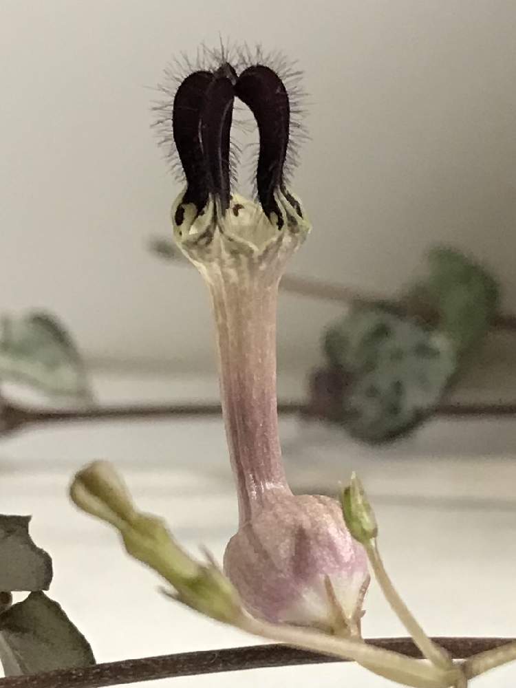 窓辺の画像 by のえるママさん | 窓辺とハートカズラ・レディハートとハートカズラの花だよとおもしろい花とin札幌とおぉ~♪とむらさきのはなとin北海道とかわいいな♡とiPhone撮影