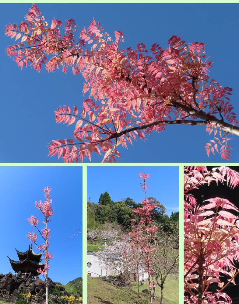 の画像 by 花と虫と風と空とさん | チャンチンとソメイヨシノと里山大好き協会と山野草大好き協会と森の負けないぞ❗️