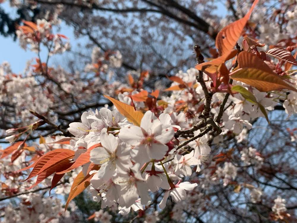 お出かけ先の画像 by Okavangoさん | お出かけ先とヤマザクラと山桜(やまざくら)と春・大和路と2020桜フォトコンと春・萌ゆとWonderful JAPANと桜・もも・ピンク