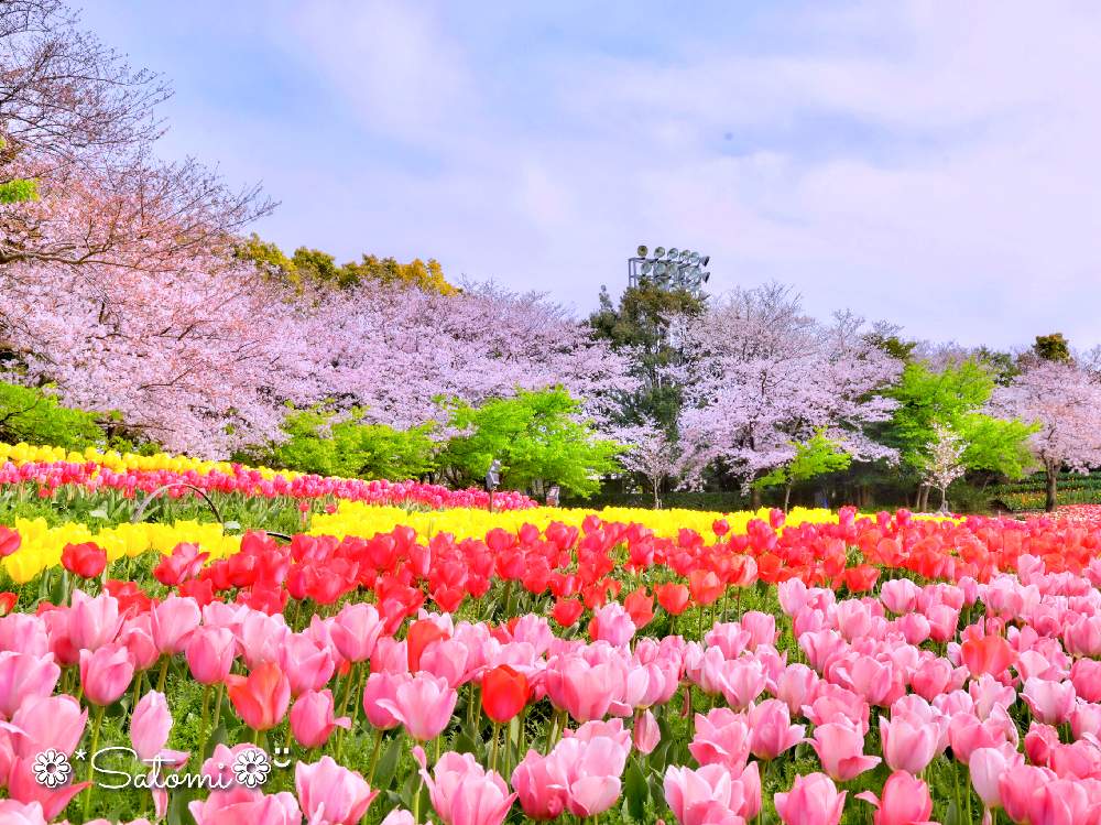 お出かけ先の画像 by satomiiさん | お出かけ先と チューリップとなばなの里とさくら 桜 サクラとチューリップフォトコン2020と2020桜フォトコン