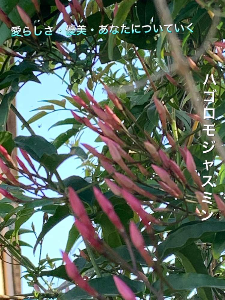 の画像 by うめちゃんさん | ハゴロモジャスミンの花