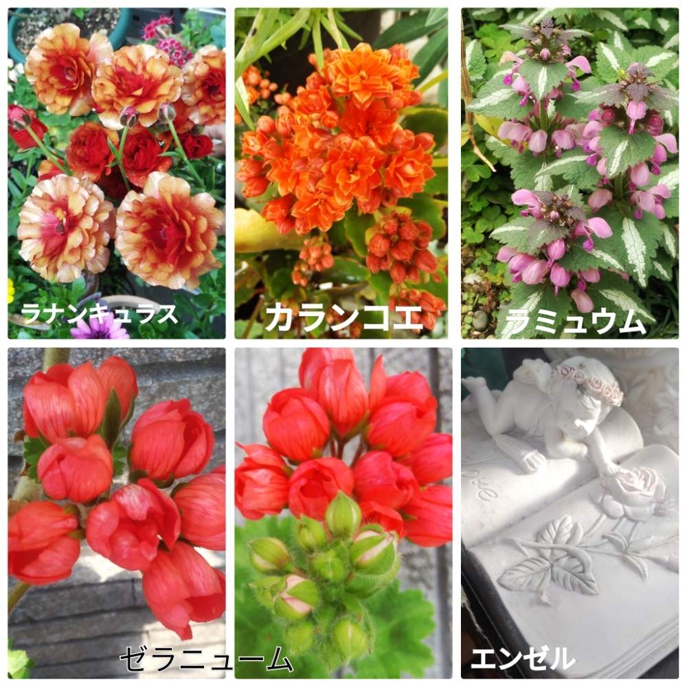 小さな庭の画像 by メリーさん | 小さな庭と八重カランコエ*とエンゼル飾り物とゼラニューム、チュリップ咲きとおうち園芸とラミュウム斑入りと鉢植えと小さい花壇と花のある暮らしとラナンキュラスラックスの花と狭い花壇と地植え