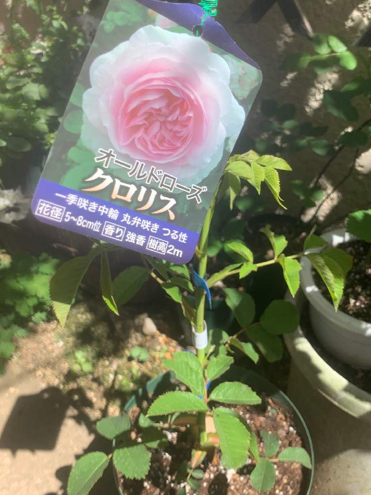 玄関の画像 by エリカさん | 玄関と晴れ☀と薔薇愛同盟とおうち園芸と薔薇ラブ❤️とバラの新苗と花のある暮らし