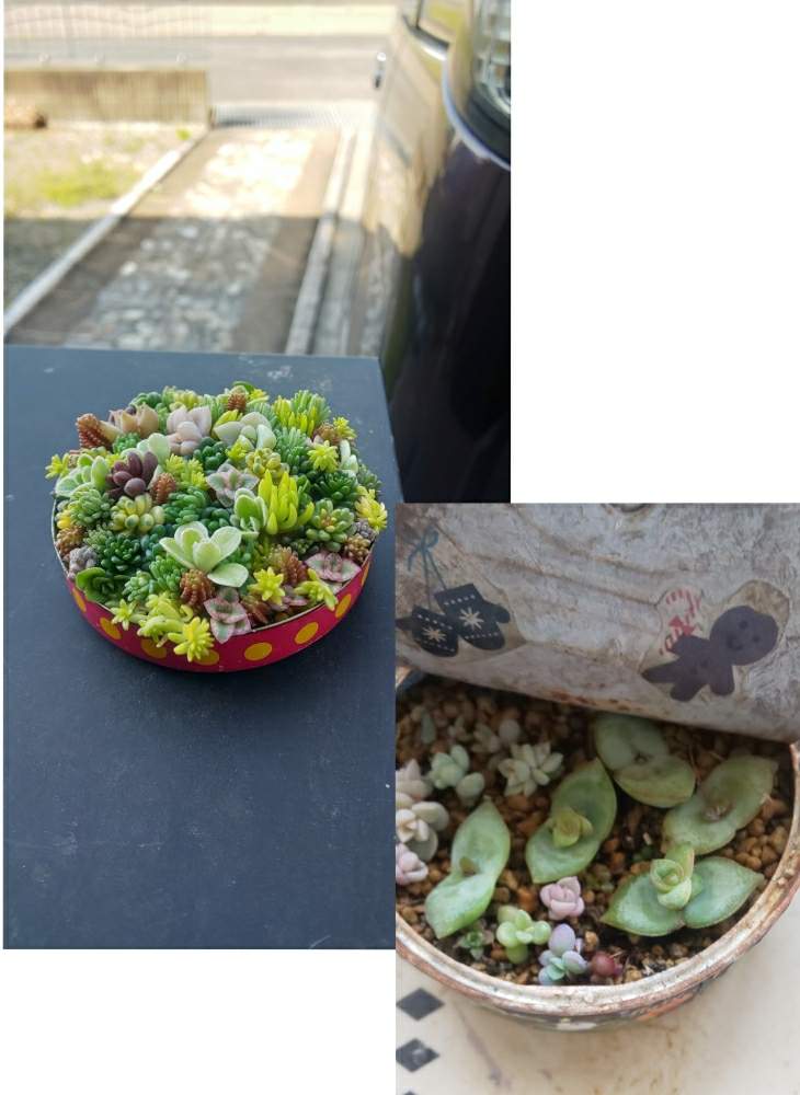 小さな庭の画像 by ろろさん | 小さな庭と多肉植物とクラッスラ属と多肉のある暮らしとポー友の会とタニラーとタニク初心者とちまちま寄せ