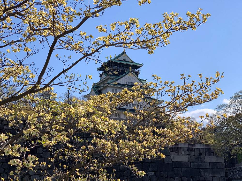 お出かけ先の画像 by Okavangoさん | お出かけ先と花水木(はなみずき)と大阪城公園の四季と春・OSAKAと春・萌ゆと大坂城とWonderful JAPANと城郭・天守閣