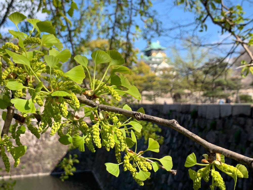 お出かけ先の画像 by Okavangoさん | お出かけ先と鴨脚(いちょう)と大阪城公園の四季と緑・みどり・グリーンと春・OSAKAと春・萌ゆと大坂城と城郭・天守閣