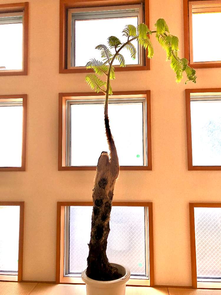 和室の画像 by leonさん | 和室と観葉植物とグリーンのある暮らしと『おうち園芸』フォトコンテストとシダ植物と ヘゴ