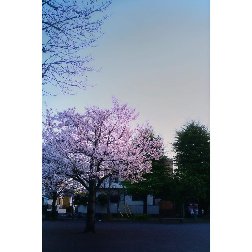 の画像 by nesoさん | ソメイヨシノとさくら サクラ 桜と近所とローカルカメラマンかな?!(笑)とベイヤーと2020桜フォトコン