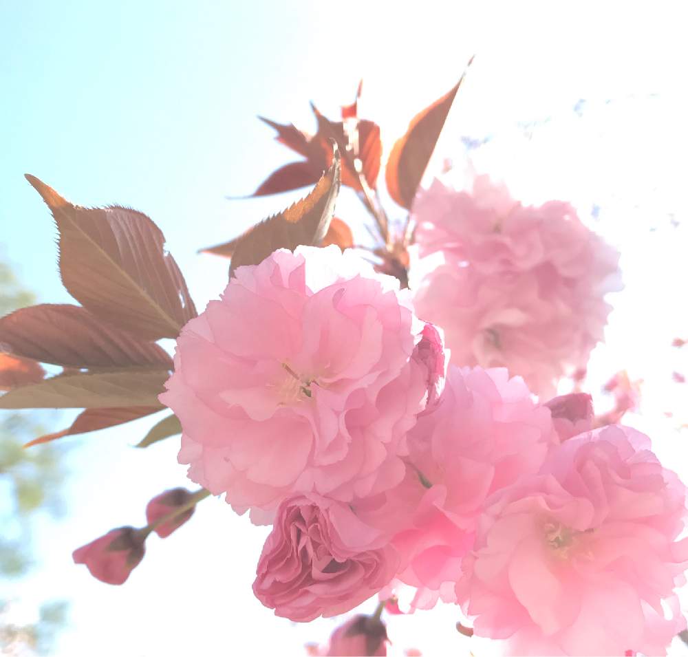 お出かけ先の画像 by kukkaさん | お出かけ先とサクラと逆光と2020桜フォトコンとピンクの花と花のある風景とピンク❤︎ピンクと季節の花とさくら 桜 サクラと金曜キラキラと穏やかな心とかわいいな♡
