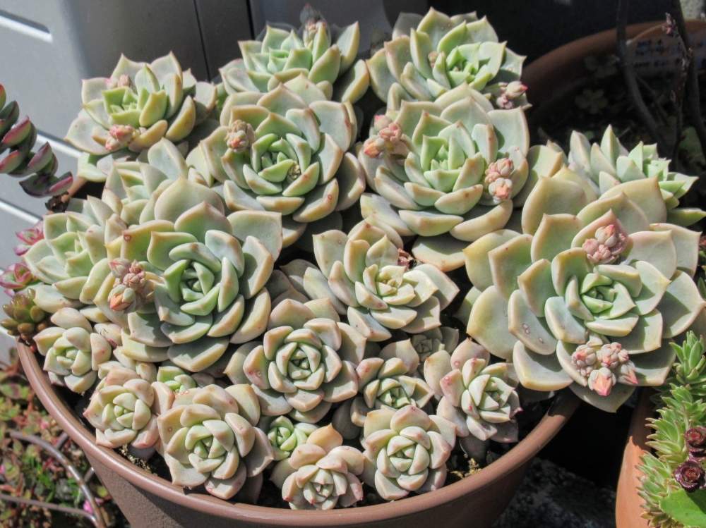 棚の画像 by ちろさん | 棚と白牡丹と多肉植物とc多肉とみどりのある暮らしともりもり多肉とノンフィルターとおうち園芸と植中毒と花のある暮らしと多肉棚