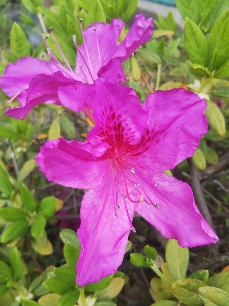 小さな庭の画像 by beautiful treeさん | 小さな庭とツツジとピンクの花と鹿児島県とはるが来た!と癒されると低木と可愛いと花のある暮らしといやし♪