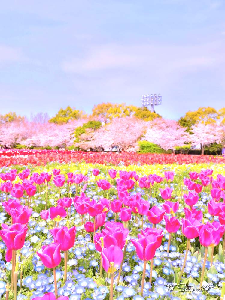 お出かけ先の画像 by satomiiさん | お出かけ先とカメラ女子と チューリップとさくら 桜 サクラとなばなの里とチューリップフォトコン2020と2020桜フォトコン