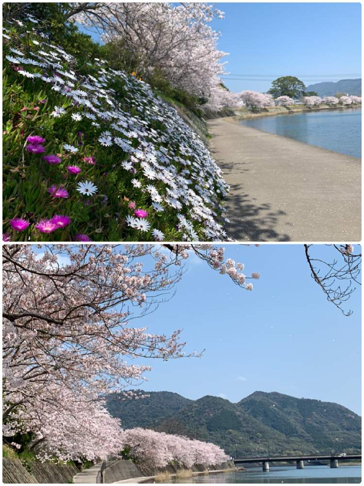お出かけ先の画像 by ピカピカさん | お出かけ先とソメイヨシノとマツバギクとろーだんせまむと桜祭り2020と2020年の桜とコロナに負けるな!
