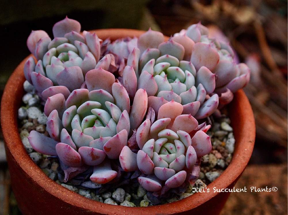 小さな庭の画像 by Jieiさん | 小さな庭と多肉とJiei's Succulent Plantsと多肉植物と多肉男子とボタニカルボーイとJiei's Garden Storyと植物男子と相模原植物男子とJiei's Garden®︎とGS映えとJiei's Decorationと植中毒と今日の一枚とJiei's DesignとJiei's CollectionとJiei's Echeveria Collection®︎と珍奇植物と暴れ多肉とJiei's Share Happiness®︎とBotanical Boy