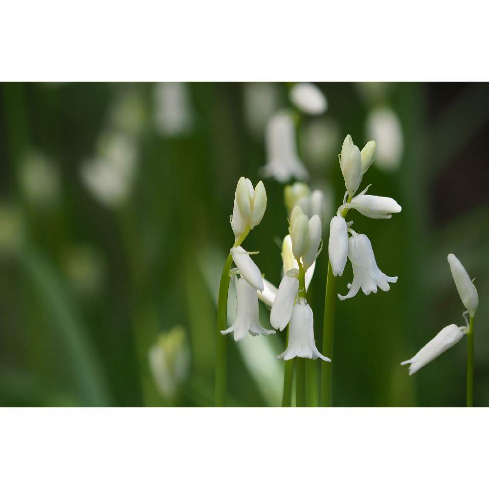 小さな庭の画像 by 我楽多さん | 小さな庭とシラーカンパニュラータと4月の花とOLY 40-150mm F2.8 Proと四月の箱庭