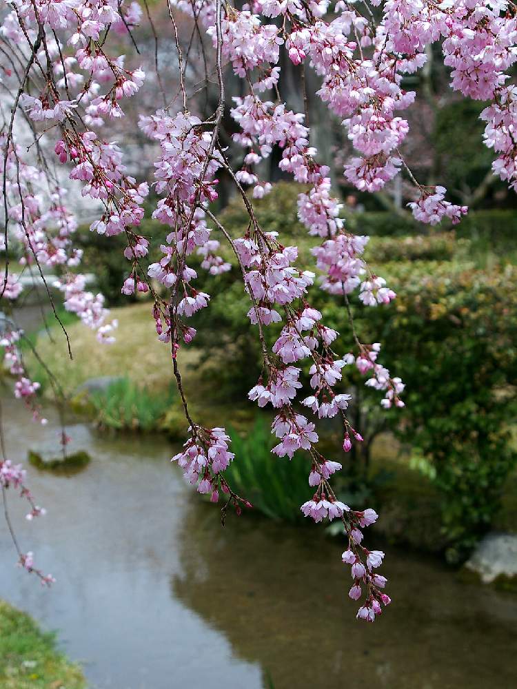 お出かけ先の画像 by el flowersさん | お出かけ先としだれ桜と今日の一枚と2020桜フォトコン