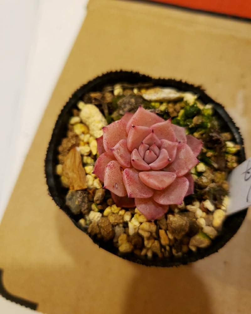 小さな庭の画像 by トロピカルガーデン埼玉さん | 小さな庭と多肉植物と韓国苗販売とエケベリア属と多肉女子とトロピカルガーデン群馬とタニラーと実生苗と多肉植物販売群馬とトロピカルガーデンと多肉植物販売埼玉と多肉植物 エケベリアとsucculent plantsとEcheveriaとsucculentとトロピカルガーデン埼玉