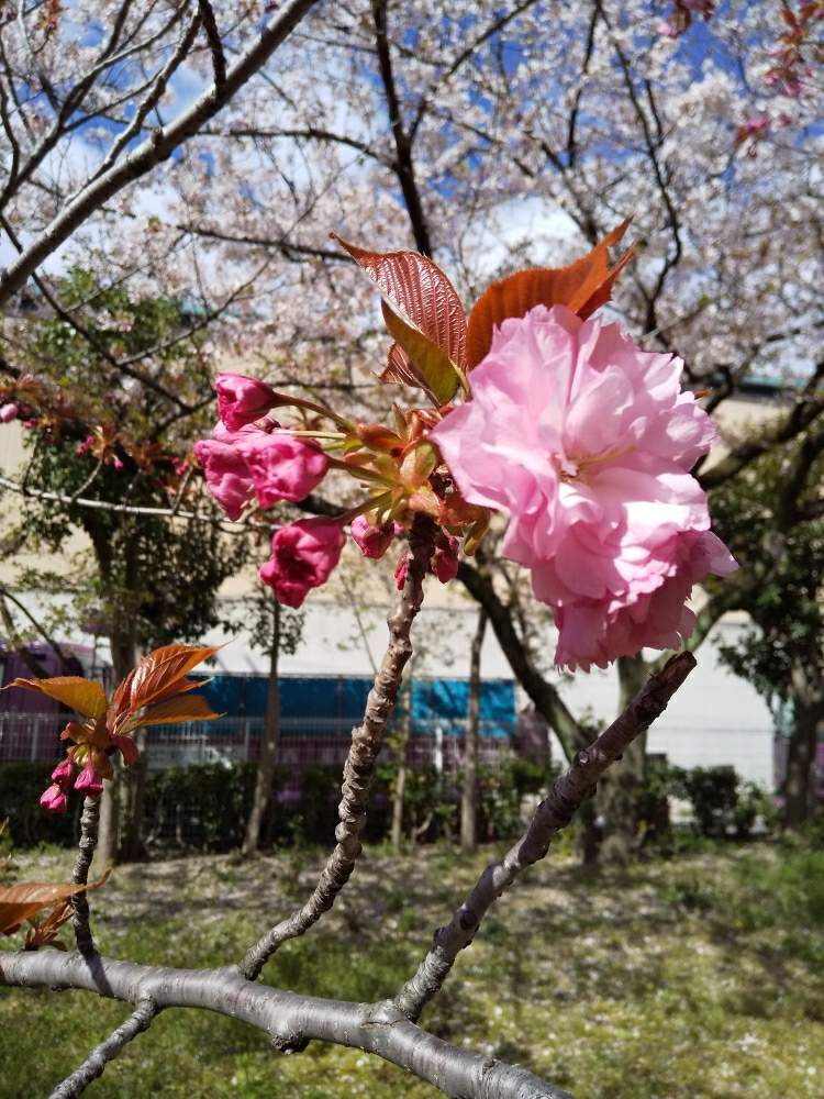 お出かけ先の画像 by じゅんさん | お出かけ先と2020桜フォトコンとピンクの花とかれんな花とこんなときこそお花を飾ろうと八重桜*とさくら 桜 サクラといやし♡とボタンサクラとはなやかと自然の美と花いきいき元気と美しい✨✨とオリンピックのサルビアを救いたいと花のある暮らしとソメイヨシノ❀と新型コロナウィルスの終息を願いますとコロナに負けるな!とコロナ現場医師の悲痛な叫びとコロナウイルスの終息を願う!