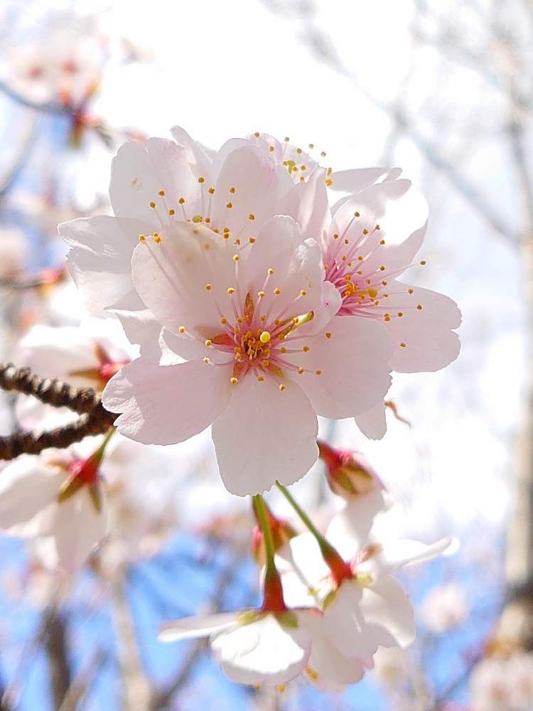 お出かけ先の画像 by マロマロさん | お出かけ先と散歩道にてと2020桜フォトコンと桜満開とキレイ☆とcocoの散歩路と(° ꈊ °)✧˖°オホッ!