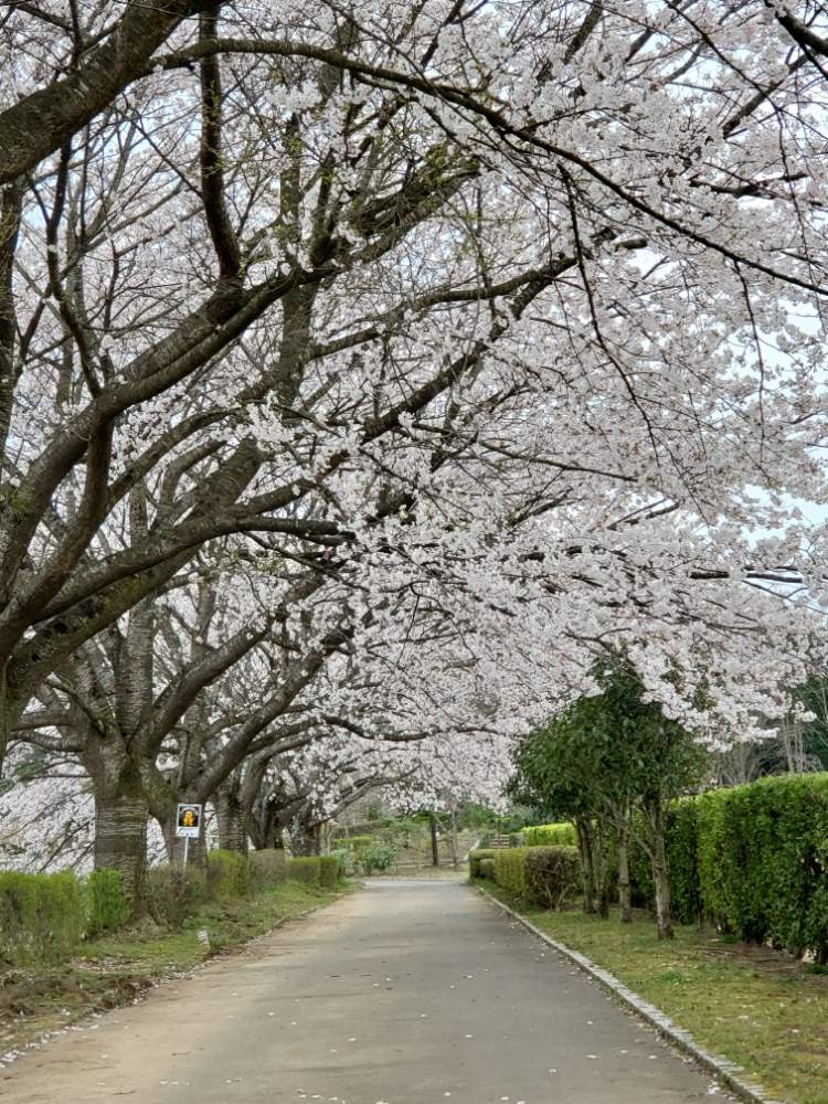 の画像 by kuriさん | サクラと童里夢公園と癒し⁎ˇ◡ˇ⁎♡とき れ い❤と感謝といつまでもと母へと花のある暮らしとやさしい❤と近くの桜とコロナ現場医師の悲痛な叫びと2020桜フォトコンとありがとう ♡♡