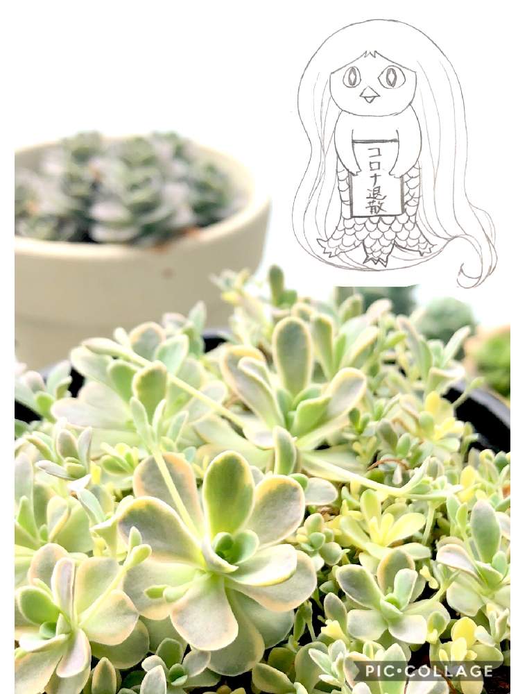 バルコニー/ベランダの画像 by くるとん**さん | バルコニー/ベランダと子持ち蓮華と子持ち蓮華錦と多肉植物とたにおたくらぶNo.147とアマビエとヒヤミカチ首里城!と神奈川タニラーとno green no lifeと緑のある暮らしと多肉ラボ©とたにおたくらぶと新芽とアマビエ祭り