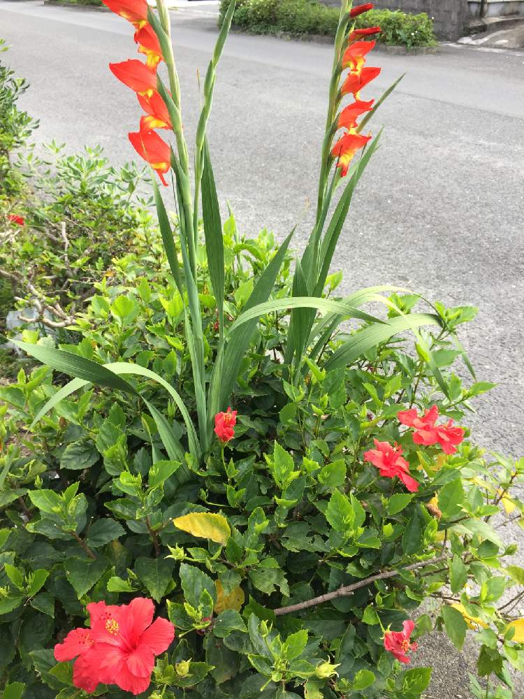 の画像 by yukkyさん | グラジオラスとハイビスカスと無加工picと南国の花とお写ん歩と山野草と道端の花と奄美大島と花のある暮らしと情熱レッドとiPhone撮りと頑張ろう!ニッポン!!と道端の植物