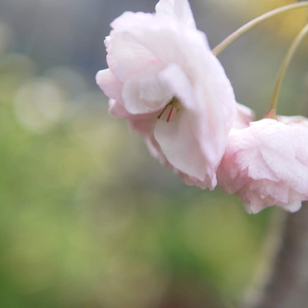 小さな庭の画像 by 由美子さん | 小さな庭と普賢象桜とさくら サクラ 桜と桜なかま集めと2020桜フォトコンと桜祭り2020とゆみさんちの庭あそびとLUMIX DMC - GF3とパナライカ25mmと頑張れ兵庫♡とミラーレス一眼と花のある暮らし