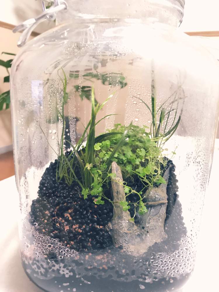 部屋の画像 by ♪人間になれる・パータンさん | 部屋とエキノドルス テネルスとオーストラリアン・ドワーフヒドロコティレと水草と流木とリビングとボトルアクアリウム