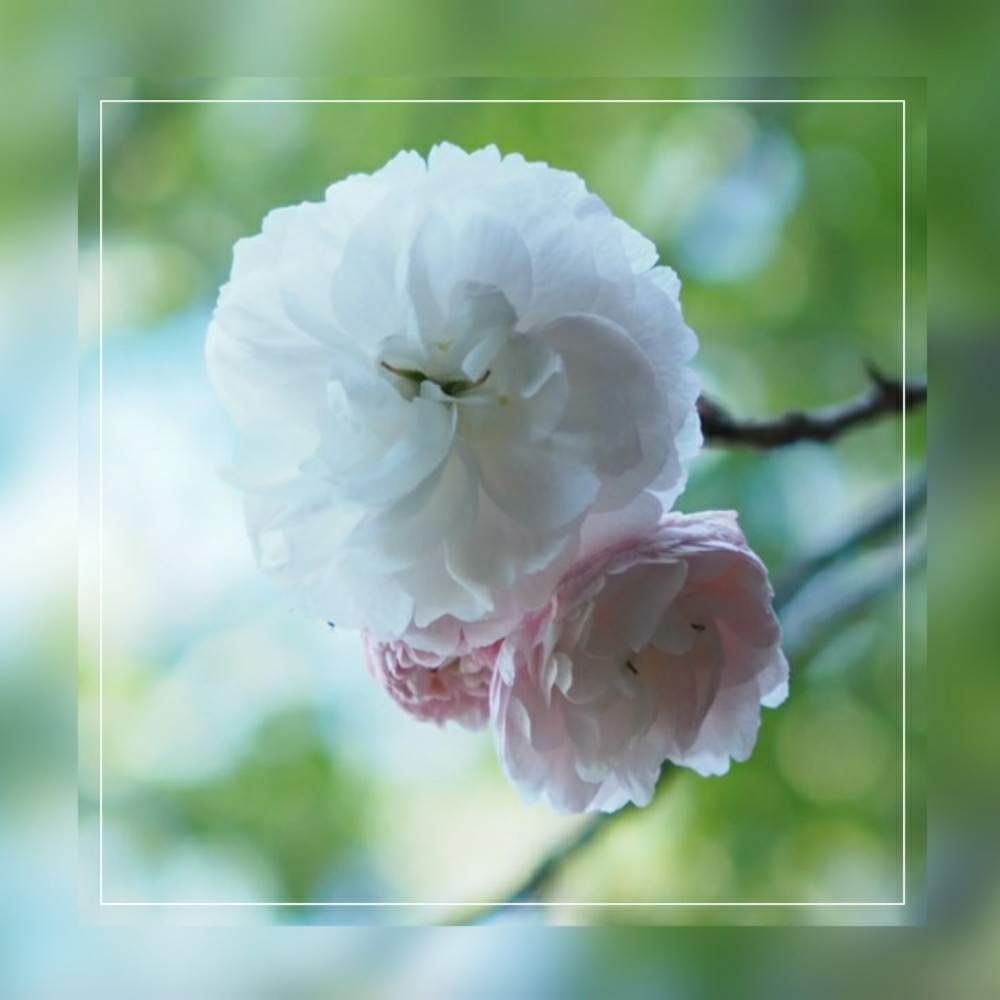 お出かけ先の画像 by hanaさん | お出かけ先と八重桜と2020桜フォトコン
