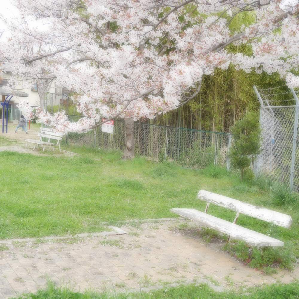 お出かけ先の画像 by 由美子さん | お出かけ先と2020桜フォトコンと桜祭り2020とおうちにいよう❣️とLUMIX gf7と頑張れ兵庫♡とミラーレス一眼と花のある暮らしと火曜ベンチ