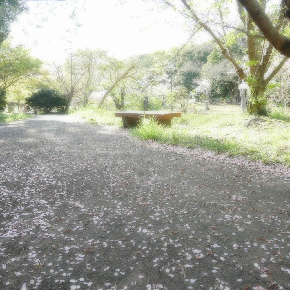 お出かけ先の画像 by 由美子さん | お出かけ先とさくら サクラ 桜とご近所さんと2020桜フォトコンと桜祭り2020とおうちにいよう❣️とLUMIX gf7と頑張れ兵庫♡とミラーレス一眼と火曜ベンチ