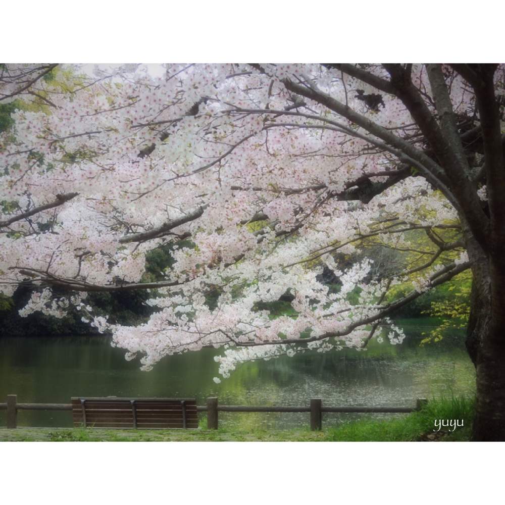 の画像 by ゆゆさん | さくら サクラ 桜と2020桜フォトコンと桜祭り2020と負けるなニッポンとお写んぽと季節のお花探しと頑張れ兵庫♡とベンチのある風景と花のある暮らしとお散歩と癒しの公園と火曜ベンチと2020年の桜