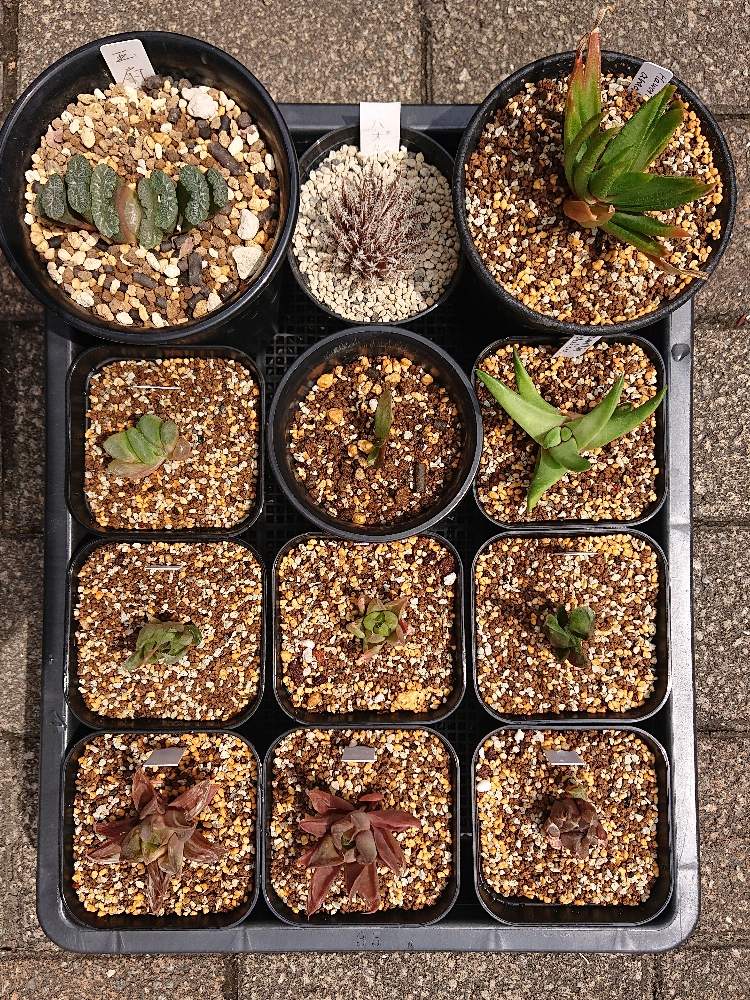小さな庭の画像 by botanicallifeさん | 小さな庭と玉扇と静鼓錦とアロエ ハオルチオイデスとハオルチア属とヤフオクとプラントハント収穫記録とbota's Aloe