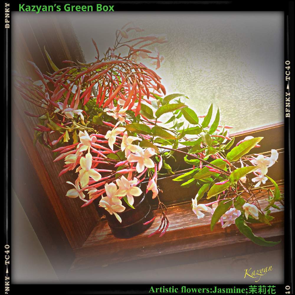 小さな庭の画像 by Kazyanさん | 小さな庭と羽衣ジャスミン*と万葉の藪庭の花々 和堂とハゴロモジャスミン:素馨 和堂とジャスミン❤︎とハゴロモジャスミン シリーズ 和堂とジャスミン 万葉の藪庭の風景 和堂とジャスミンシリーズ 和堂とハゴロモジャスミンの花シリーズ 和堂と羽衣ジャスミンシリーズ 和堂とハゴロモジャスミン⚪とハゴロモジャスミンの花とハゴロモジャスミン花シリーズ 和堂
