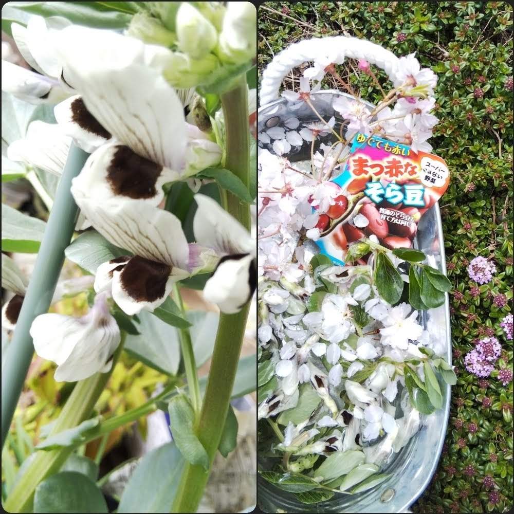 の画像 by きょうさん | たのしみ♡とおうち園芸とそら豆の花❤️と花のある暮らしと家庭菜園奮闘日記