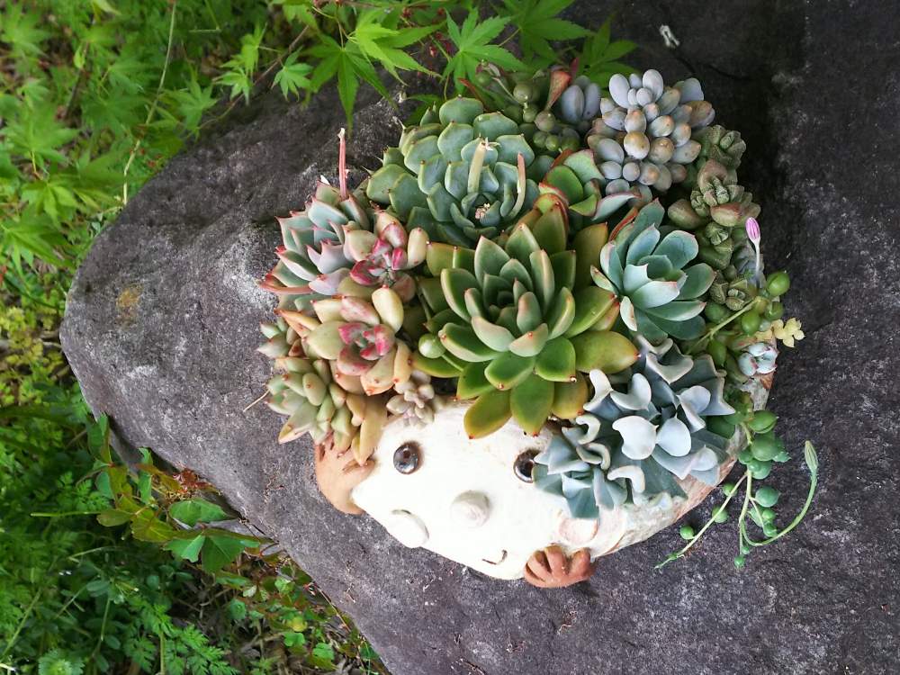 玄関の画像 by 多肉屋 1HAさん | 玄関と多肉植物と育てたくなる多肉図鑑と繋がるリースと多肉屋1HAとリースとUERU