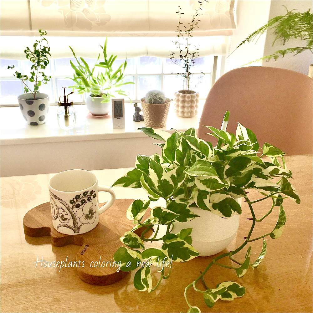 インテリアの画像 by yuki*さん | インテリアとポトス・エンジョイと観葉植物とグリーンインテリアと耐陰性ある植物とインテリアと植物とコロナに負けないと観葉植物のある暮らしとhappy houseplantsと新生活を彩る観葉植物フォトコンとディスプレイとインテリアグリーンとstay home