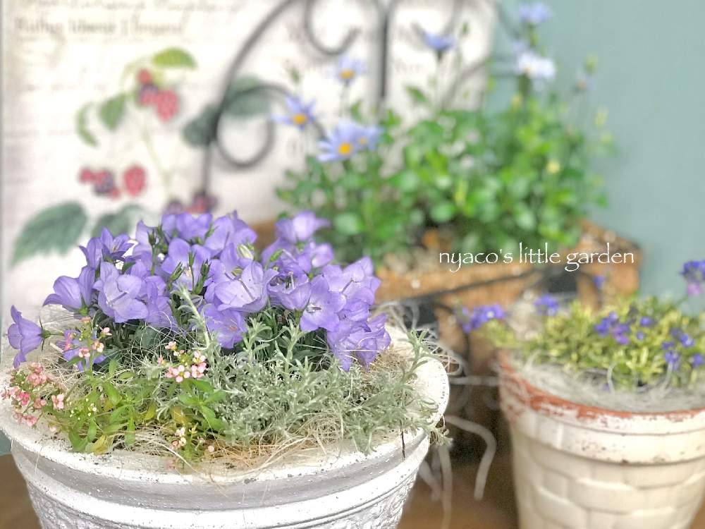 バルコニー/ベランダの画像 by nyacoさん | バルコニー/ベランダとPWプレゼントキャンペーン当選とモニターとベロニカ ゴールドウェルとPWとベランダガーデニングとブルーデージー・アズールブルーとベランダガーデンとおうち園芸とカロケファルス シルバーブッシュと『おうち園芸』フォトコンテストとカンパニュラ メリーベル*とガーデリンクとマンションのベランダとハクサンとガーデニングと花のある暮らしとPWプルーブンウィナーズとGardelinQとPWアンバサダーとnyacoの寄せ植え*.❁