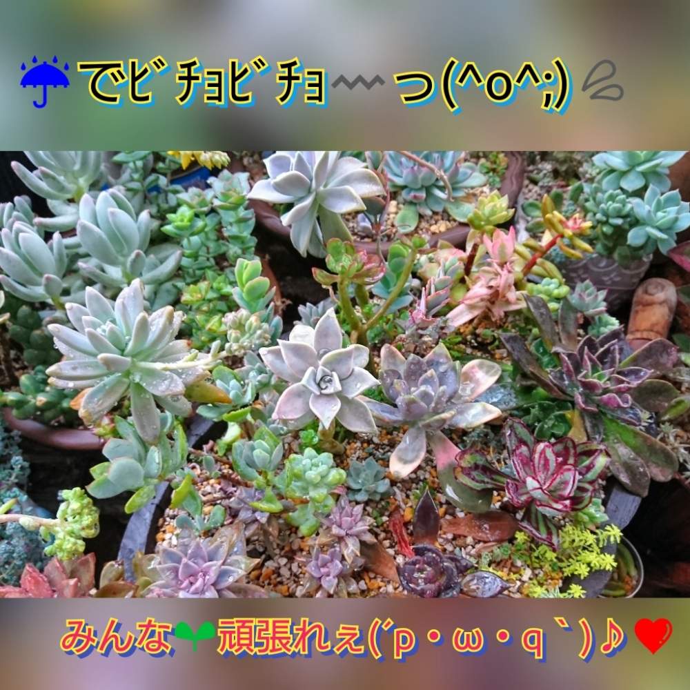 バルコニー/ベランダの画像 by のりっぺさん | バルコニー/ベランダとグラプトペタルム 秋麗とエケベリア ブラックキングとピクルス 多肉とパキフィツム ほろ酔い美人とエケベリア 紅司とエケベリア アルフレッドグラフと今を乗切るぞ!と雨にもコロナにも負けず!と朝晩…寒っ (((^^;)と花のある暮らしと多肉ちゃん初心者と春♥️来てます!と楽しい園芸o(^o^)oとバルコニスト