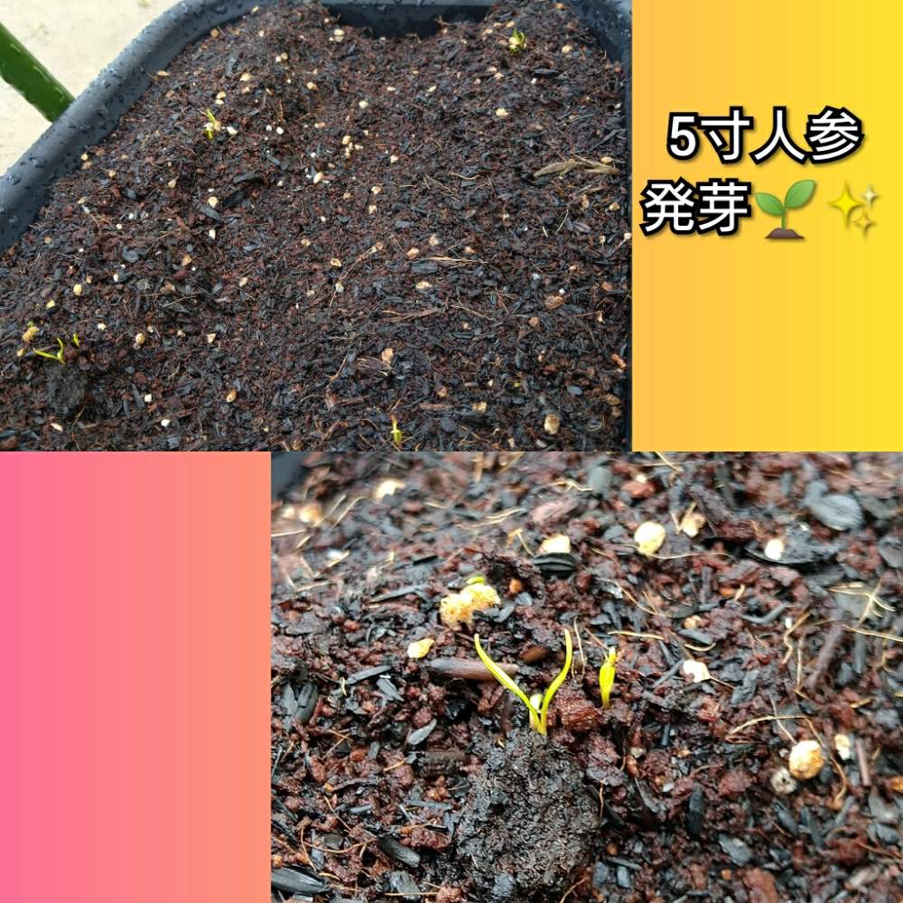 広い庭の画像 by なつめッコ(GS不定期)さん | 広い庭と5寸人参と種から育てると実のある暮らしと家庭菜園奮闘日記