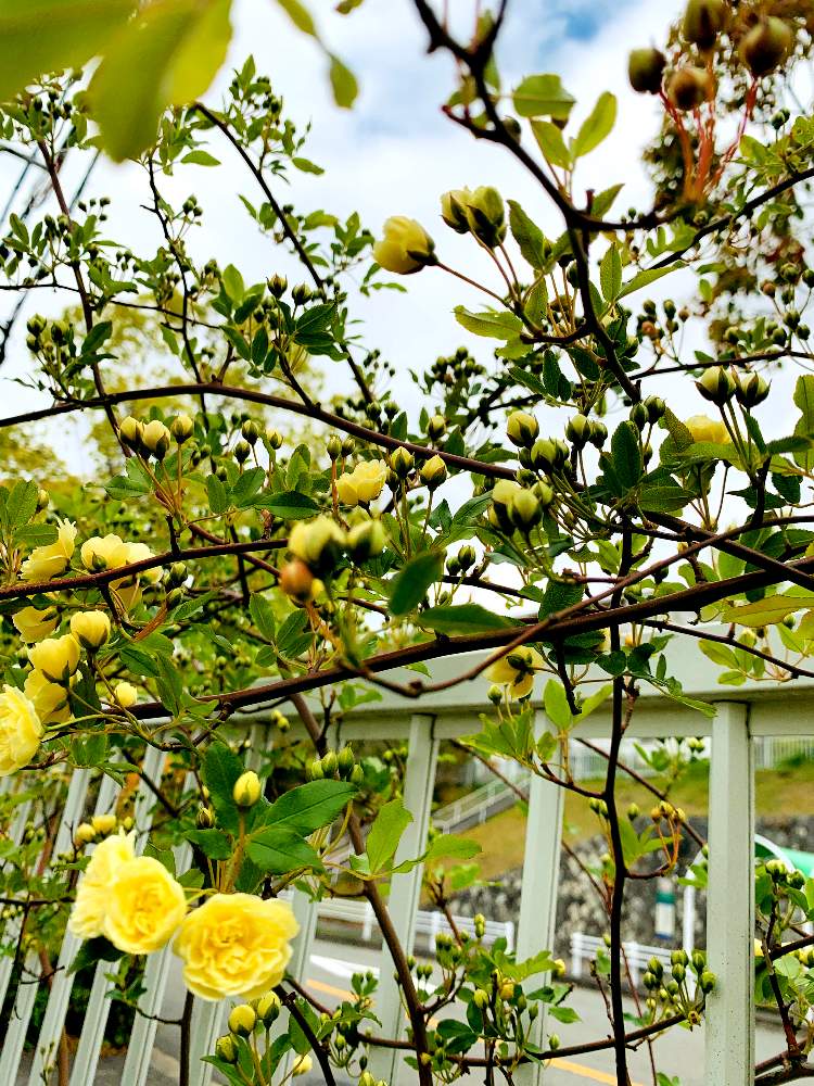 小さな庭の画像 by Flower✴︎さん | 小さな庭とモッコウバラ♪と華やかとおうち園芸とグッドアングル♡と感謝♡ありがとう♡と花のある暮らしとかわいいと元気✨と癒し♡と可愛い♡