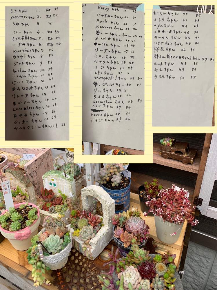 の画像 by BABBI(バビ)さん | 岐阜タニラーとセダム大好きと岐阜県と可愛い多肉ちゃん❤︎と多肉女子と素敵な出会いに感謝と可愛いとつながりとプレ企画とかわいいな♡と多肉多肉多肉多肉多肉‼とたにおたくらぶと多肉寄せ植え