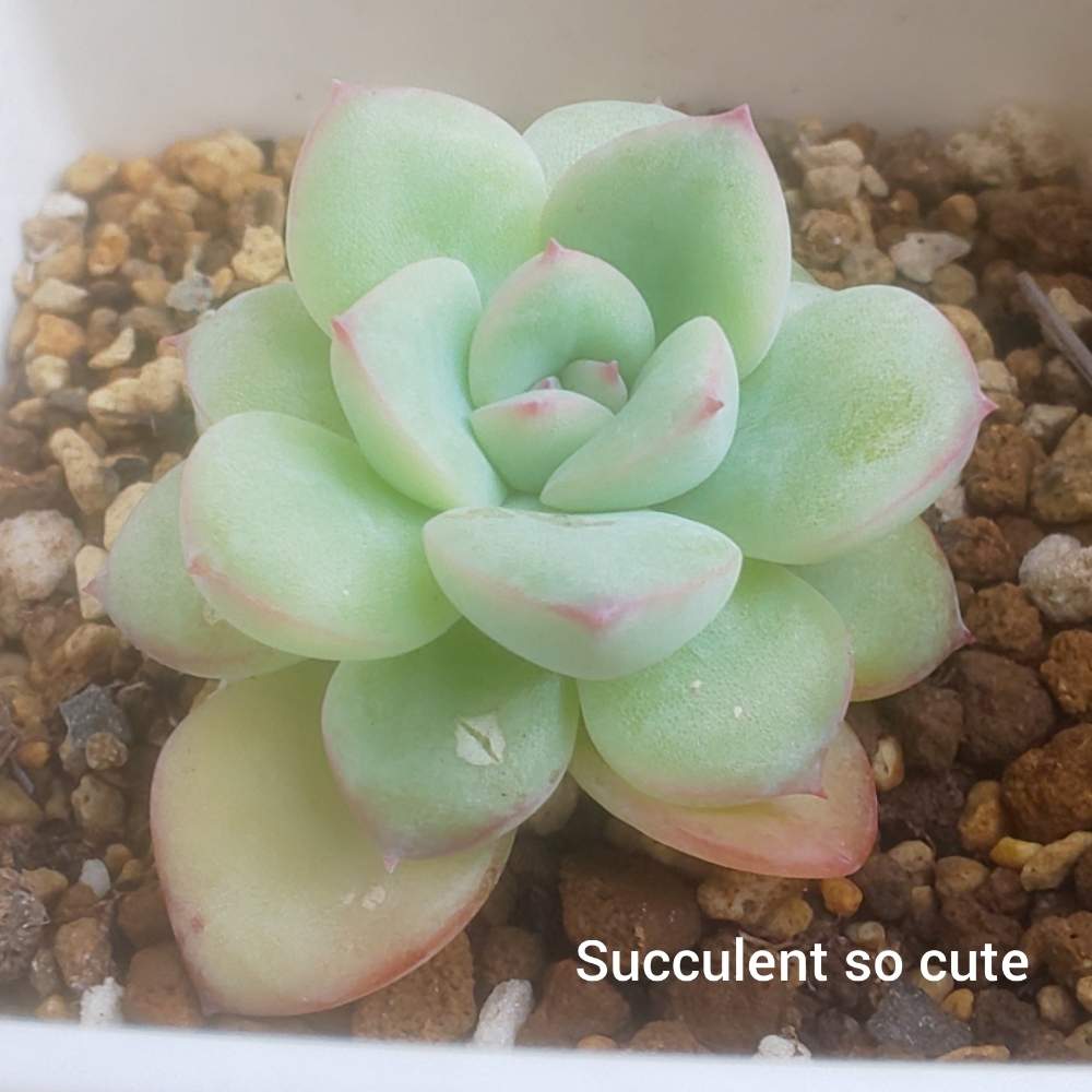 エントランスの画像 by Succulent so cute ♥さん | エントランスとMilosとミロスとピンクのエッジとチーム大阪とno green no lifeとお気に入り~✴️と春の多肉ちゃんとエケベリア属とスマホ撮影加工なしとsucculent so cute ♥️とチームグリーンとgreenとSucculent Lifeとenjoy botanical life ♥️とcute ♥️ エケとso cute garden ♥️とGS萌え~✴️と多肉コレクション♥と葉っぱlove♥とsucculentとsucculent love ♥とcute ♥️ ミロス